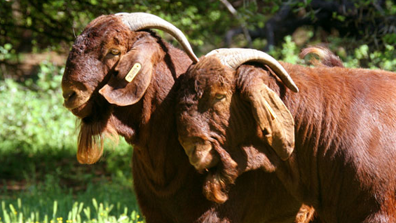 Kalahari Reds