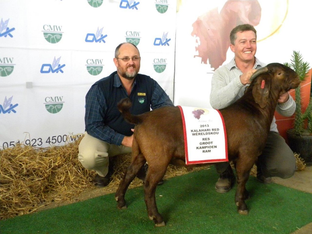 Reserwe groot kampioen kalahari ram Tollie Jordaan