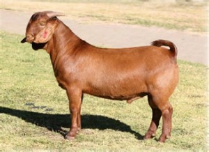 2008 Junior & Grand Champion buck "Escavator"