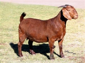 2008 Senior & Grand Champion Doe "Rubie"