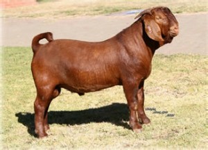 2009 Grand Champion buck "Tenk"