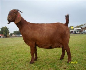 2010 Senior & Grand Champion Doe "Liggies"