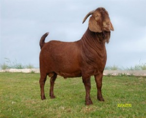 2010 World Senior & Grand Champion buck "Ramkat"