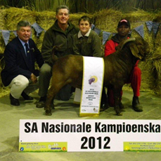 Grand Champion ram