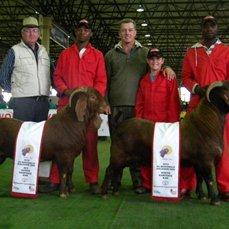 Senior & Reserve Senior Ram
