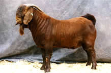 2005 - Snr. Championship Ram