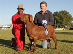 2009 Senior & Grand Champion doe - Surprise