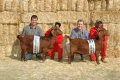 2007 Snr Champion Ewe (Francois Loots) and jnr & Grand Champion Ewe
