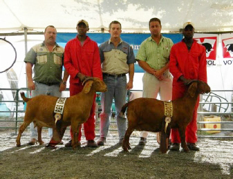 Senior and Grand Champion doe - Liggies and reserve Senior Champion doe
