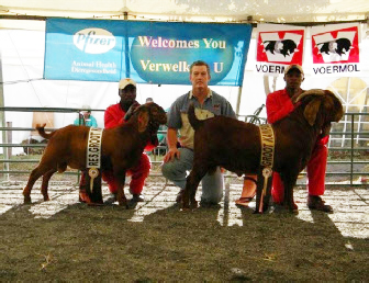 World Grand Champion buck - Ramkat and Spot reserve buck